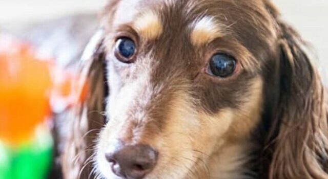 What Are The Causes Dachshund Dry Skin?