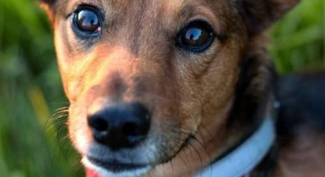 Dachshund Terrier Mix Important Information