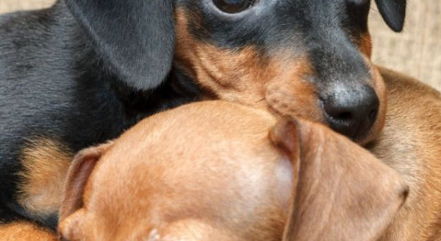 Dachshund and Min Pin Mix Information – All You Need To Know