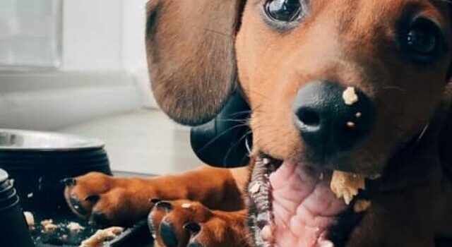 What You Should Know About Feeding A Dachshund Daily?