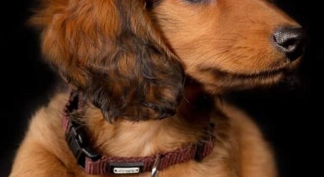 What You Need To Know Before Getting a Long-Haired Dachshund Puppy