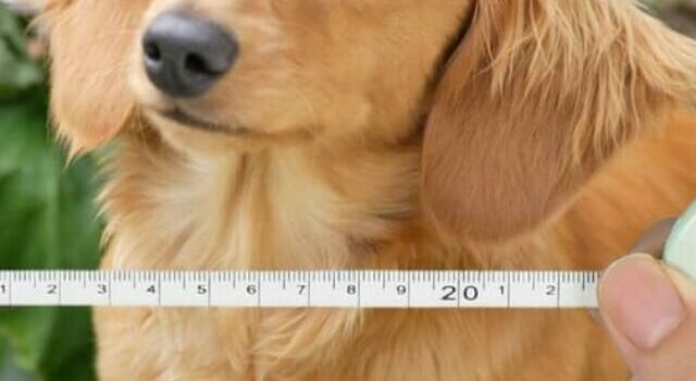 Average Chest Size Of A Dachshund