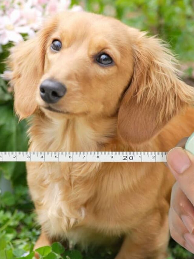 Average Chest Size Of A Dachshund Sweet Dachshunds