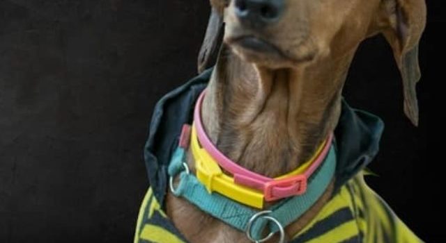 How To Measure Mini Dachshund Neck Size For Collars