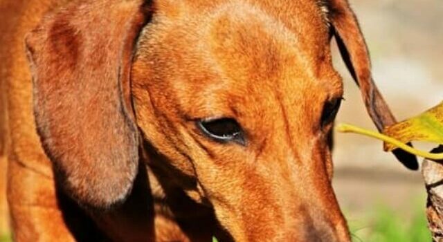 Interesting Facts About Dachshund Hunting Skills