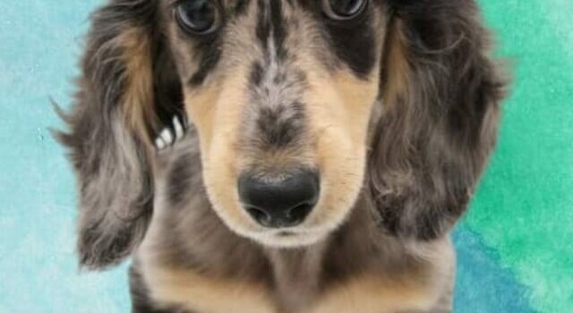 What To Know About The Rare Gray Long Haired Dachshund