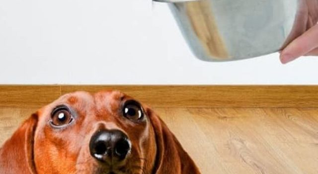 Tips To Give The Best Diet To Your Dachshund