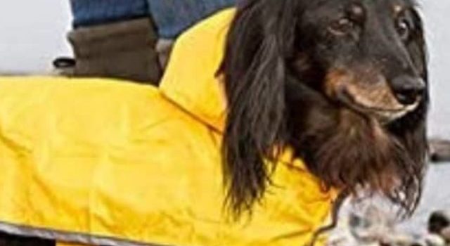 6 Best Raincoat For Miniature Dachshund Dogs