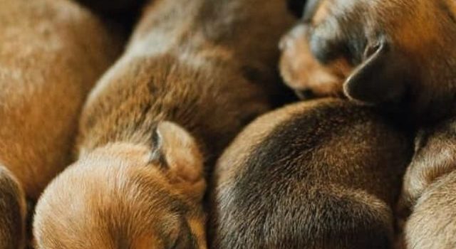 Time Frame For Dachshund Puppies To Open Their Eyes And See