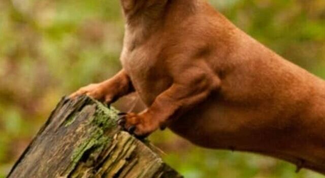Mystery Behind The Dachshund Long Body And Short Legs