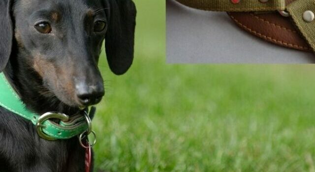 Choose The Best Harness For A Miniature Dachshund