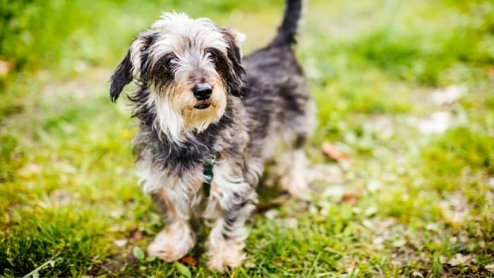 dachshund and Yorkshire terrier mix