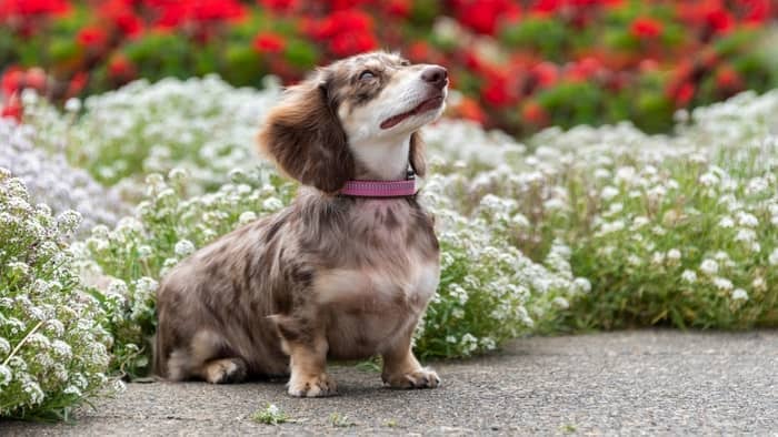 dachshund price can vary quite a lot because of this dog’s unique coat type and genetics