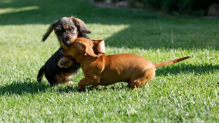 the toy, teacup, or rabbit-kaninchen dachshund