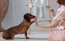 5 Tips For How To Train A Mini Dachshund