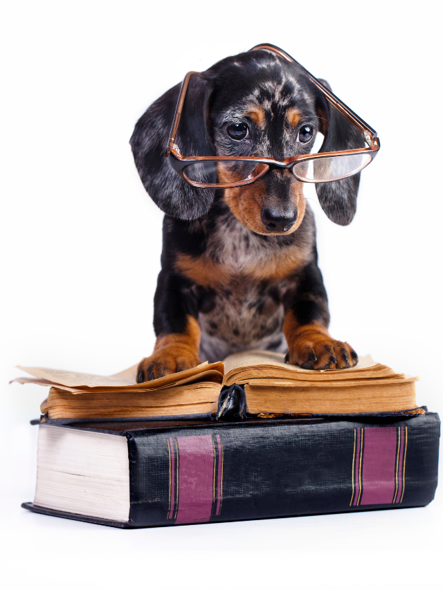 are dachshunds smart