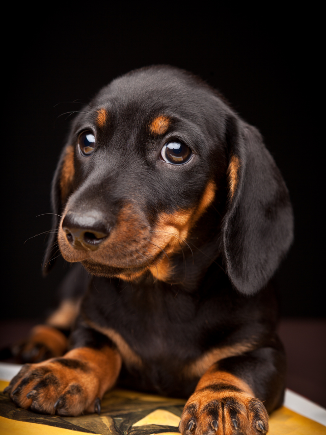 are dachshunds smart