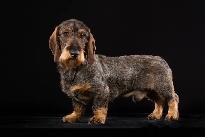 Are Wild Boar Colored Dachshunds As Healthy As Other Doxies