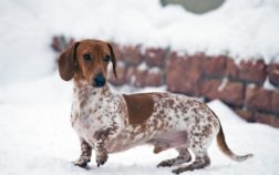 Do Dachshunds Get Cold Easily And What Can You Do About It?