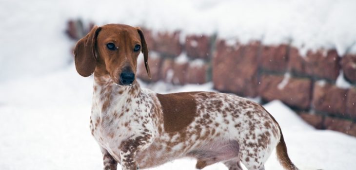 Do Dachshunds Get Cold Easily And What Can You Do About It?