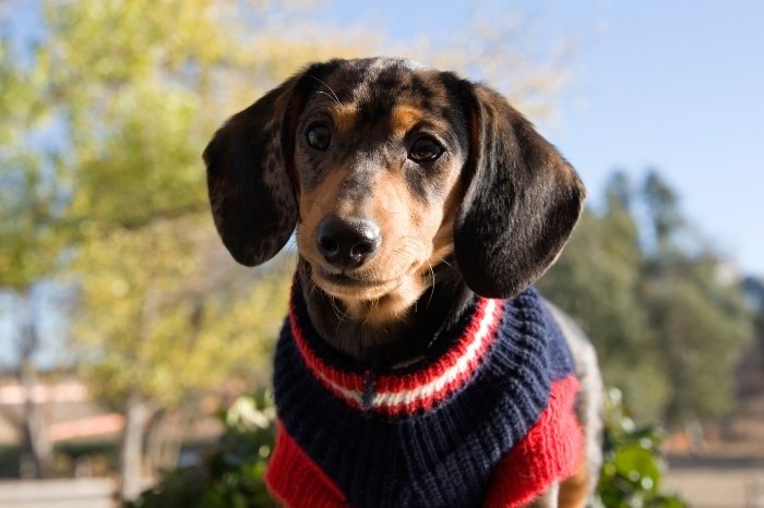 Do Dachshunds Get Cold Easily