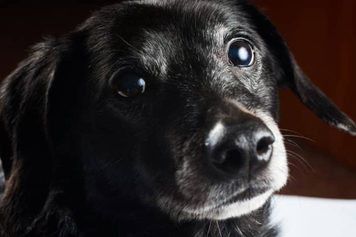 Do Solid Black Long Haired Dachshund Dogs Have Any Extra Health Issues Compared To Other Doxies