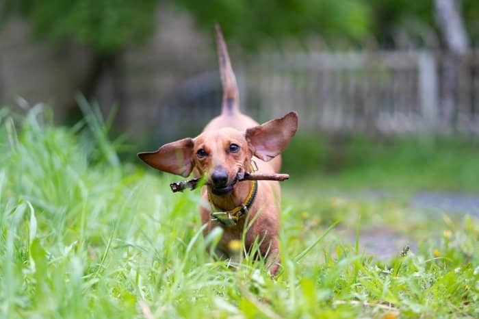 How Fast Can A Dachshund Run