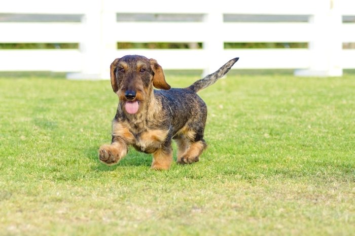 How Much Exercise Does A Wirehaired Mini Dachshund Need