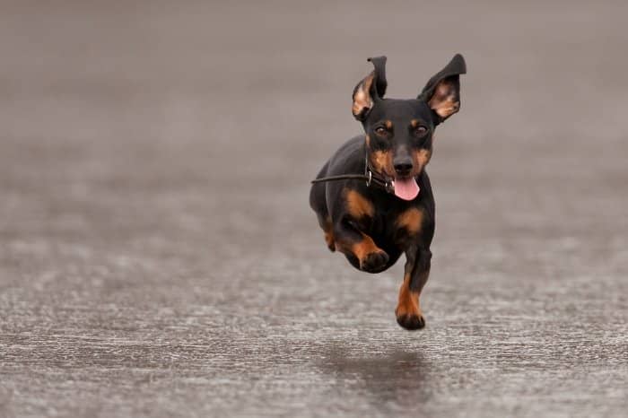 How Much Should You Exercise A Miniature Dachshund