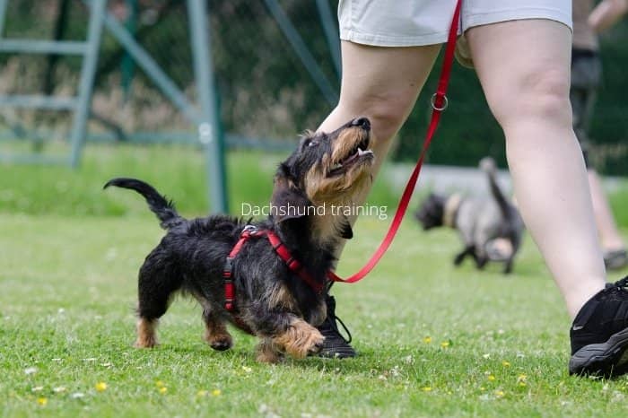 How To Train A Mini Dachshund