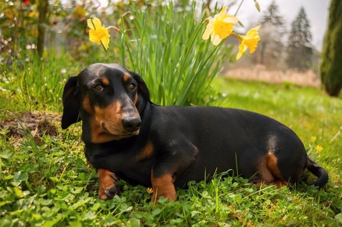 Ideal Adult Weight Of Miniature Dachshund Dogs