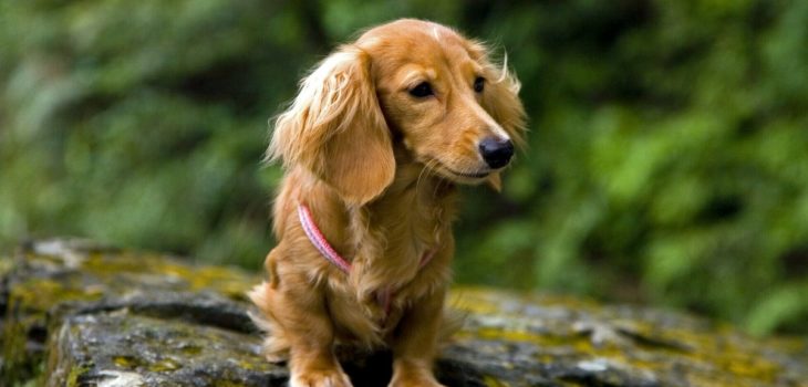 Light Red Long Haired Dachshund –  What Is This Coat Type And Is It Rare?