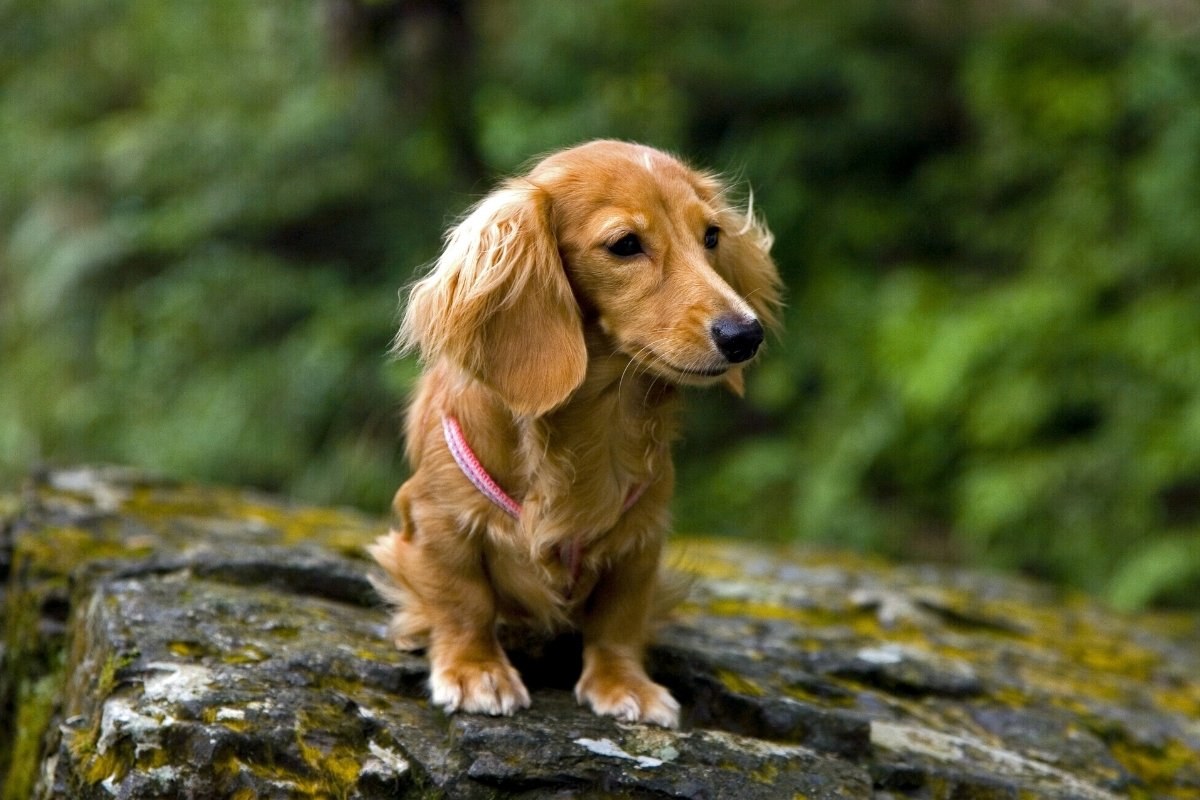 Light Red Long Haired Dachshund - What Is This Coat Type And Is It Rare? -  Sweet Dachshunds