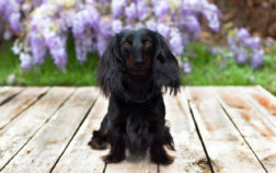 Solid Black Long Haired Dachshund – Why Is It So Absurdly Rare And What To Know About It?