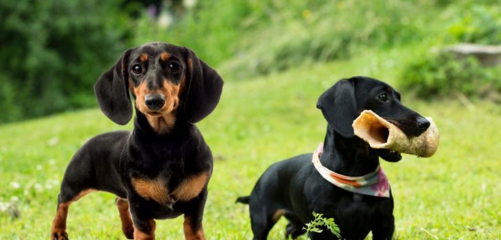 Toy Dachshund Vs. Miniature Dachshund – What Exactly Is The Difference Between Them?