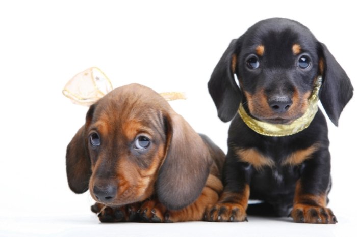 Toy Dachshund Vs. Miniature Dachshund – The Size Difference