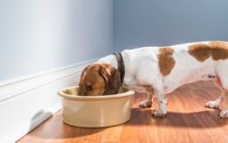What Can Dachshunds Eat – Dog Food, Human Food, And Allergies