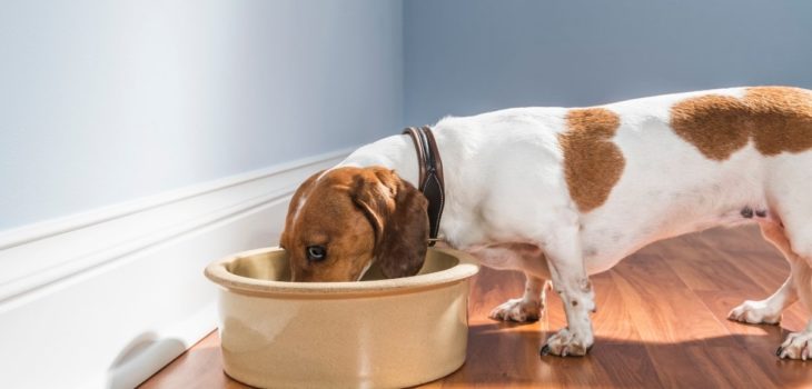 What Can Dachshunds Eat – Dog Food, Human Food, And Allergies