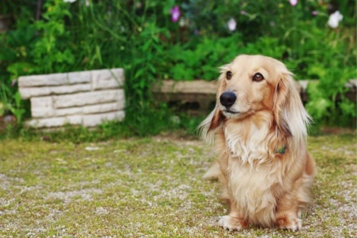 What Exactly Is A Light Red Long Haired Dachshund