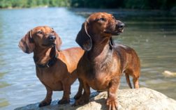 What Is The Ideal Weight Of Miniature Dachshund Puppies And Adult Dogs?