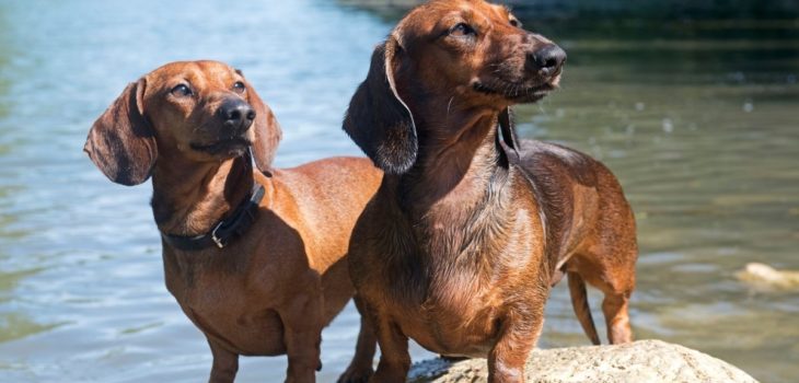 What Is The Ideal Weight Of Miniature Dachshund Puppies And Adult Dogs?