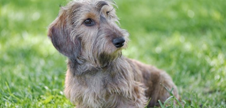 What Should You Know About The Wirehaired Mini Dachshund?