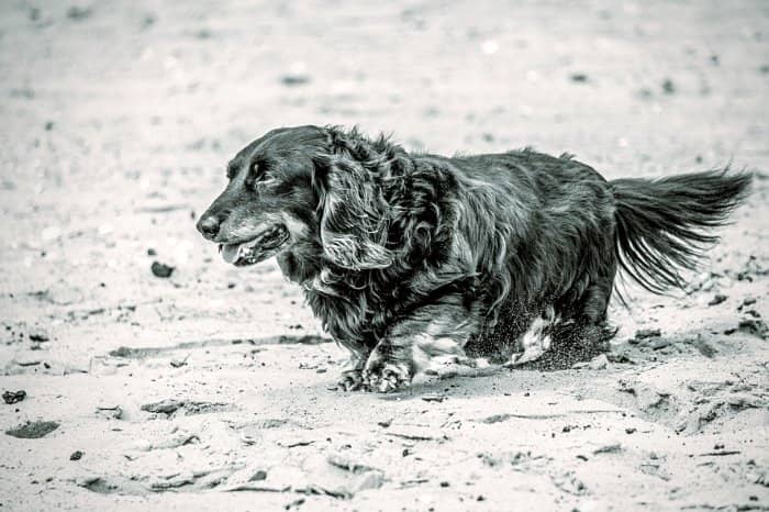 Why Is The Solid Black Long Haired Dachshund Rare