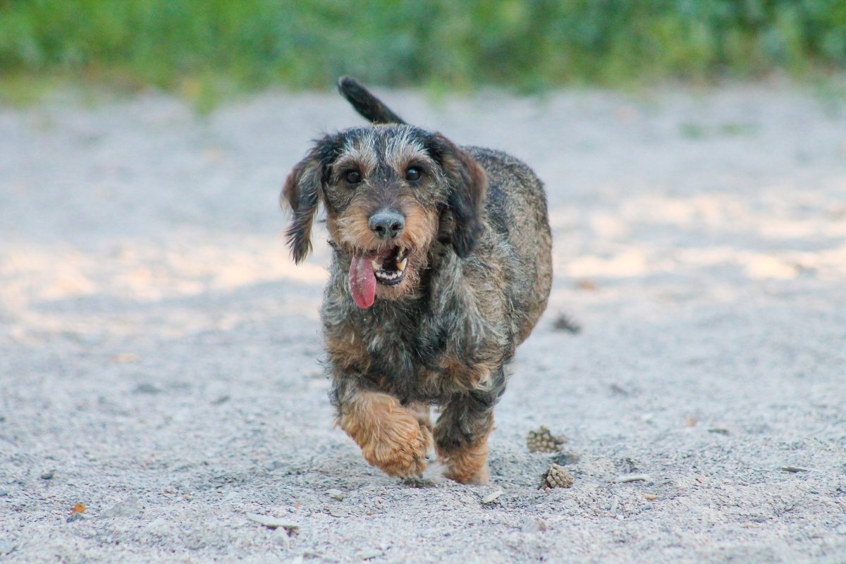 Wild Boar Colored Dachshund – What Is This Unique Doxie? - Sweet Dachshunds