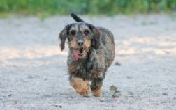Wild Boar Colored Dachshund – What Is This Unique Doxie?