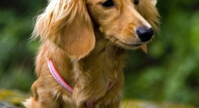What Exactly Is A Light Red Long Haired Dachshund?