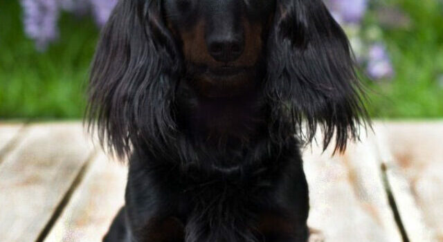 Why Are Black Dachshunds Rare? – Average Cost