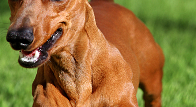 What Were Dachshunds Bred To Do Originally And Why Does That Matter Today?