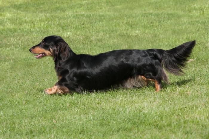 Are Long Haired Black And Tan Mini Dachshund Pups Rare
