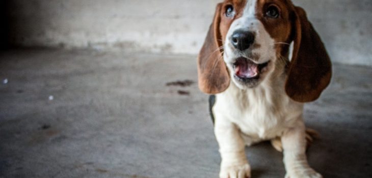 Beagle Basset Dachshund Mix – What Exactly Is That Cross?